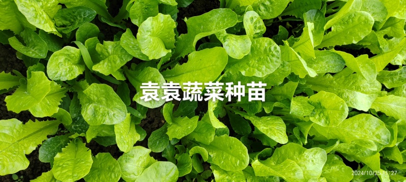 二青香莴笋苗