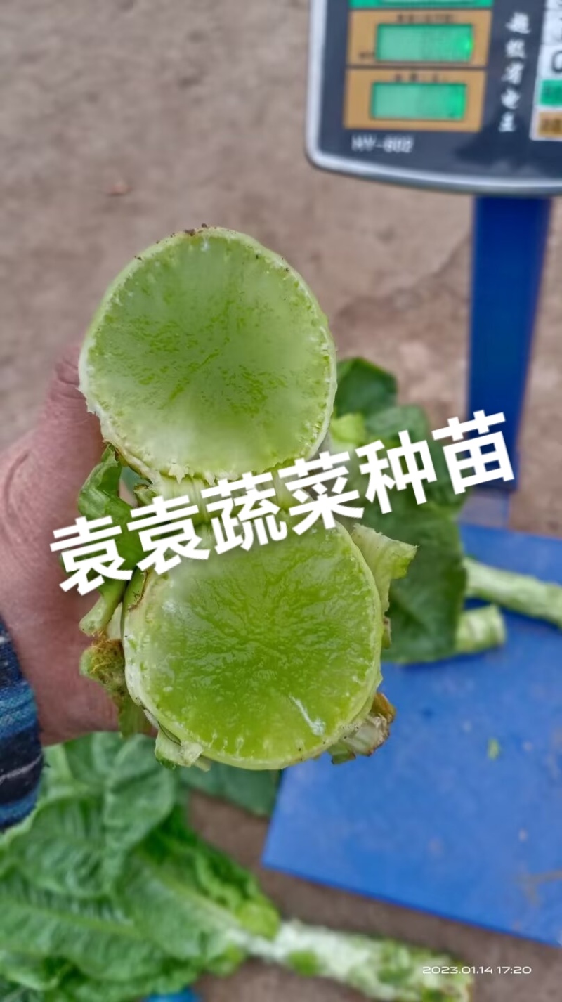 二青香莴笋苗
