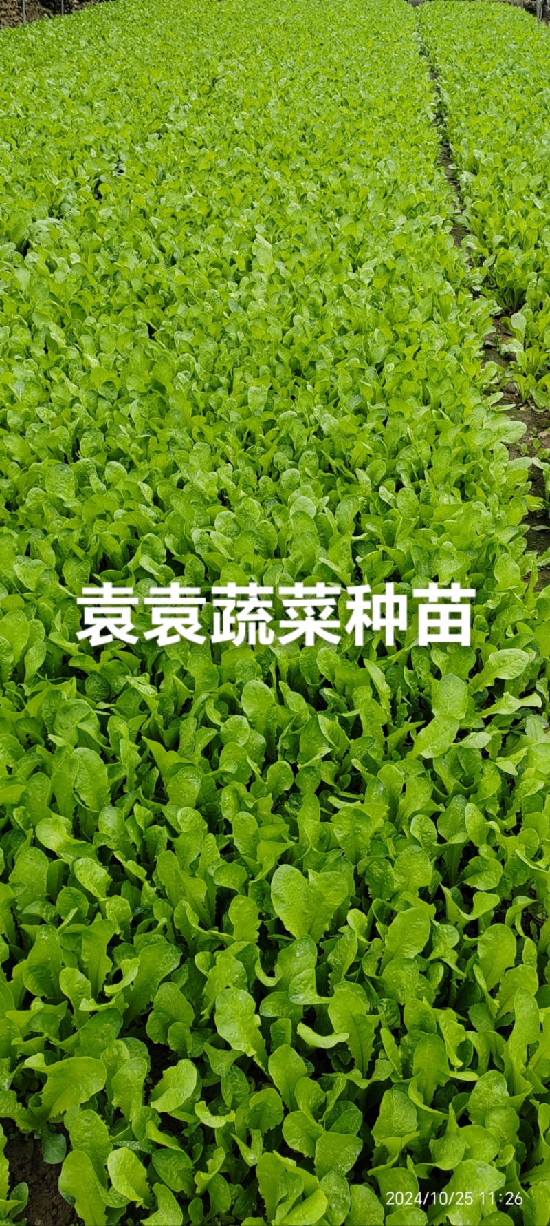 二青香莴笋苗
