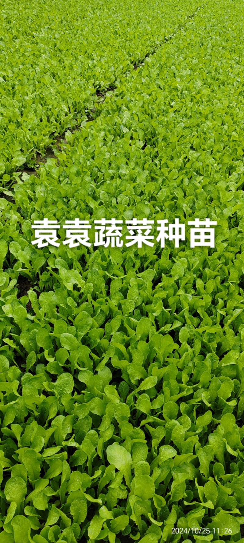 二青香莴笋苗