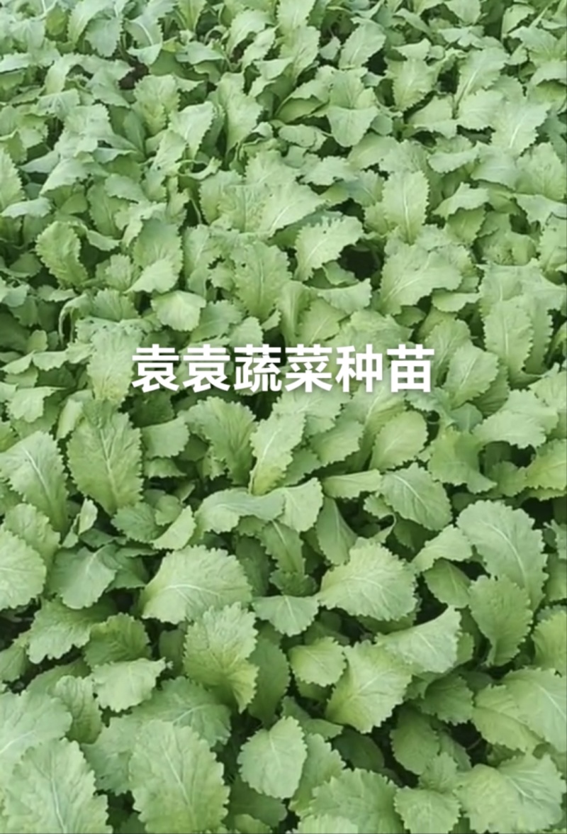 儿菜苗