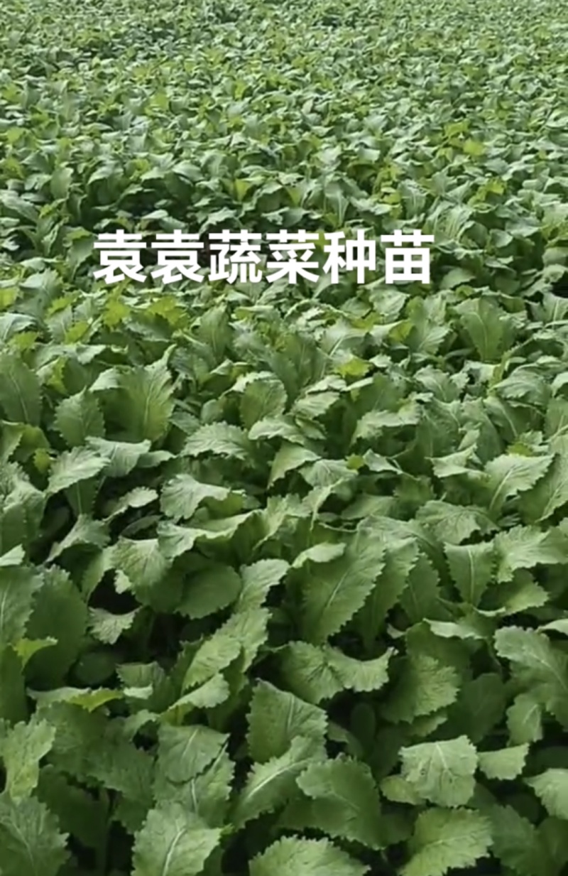 儿菜苗