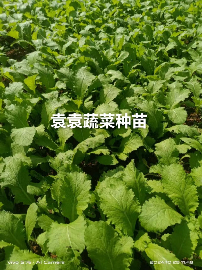 儿菜苗