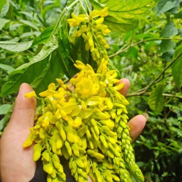 广西贺州本地野生黄花倒水莲根干货批发