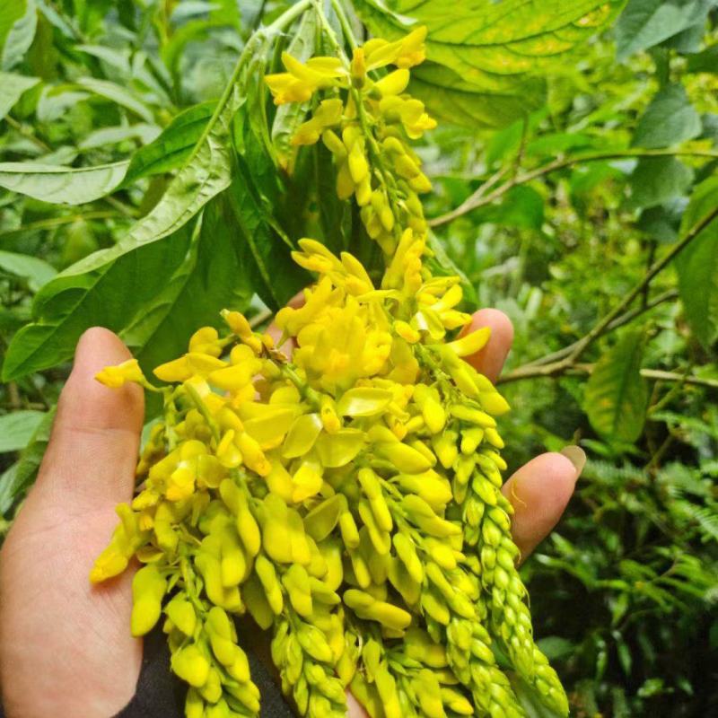 广西贺州本地野生黄花倒水莲根干货批发