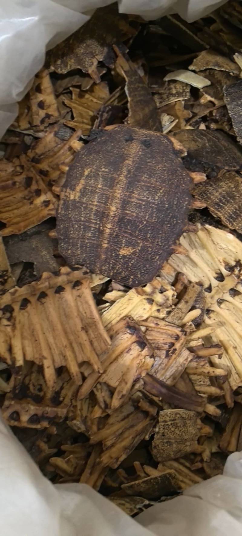 炒鳖甲醋鳖甲醋制鳖甲甲鱼壳不掺下甲！！！万信药业