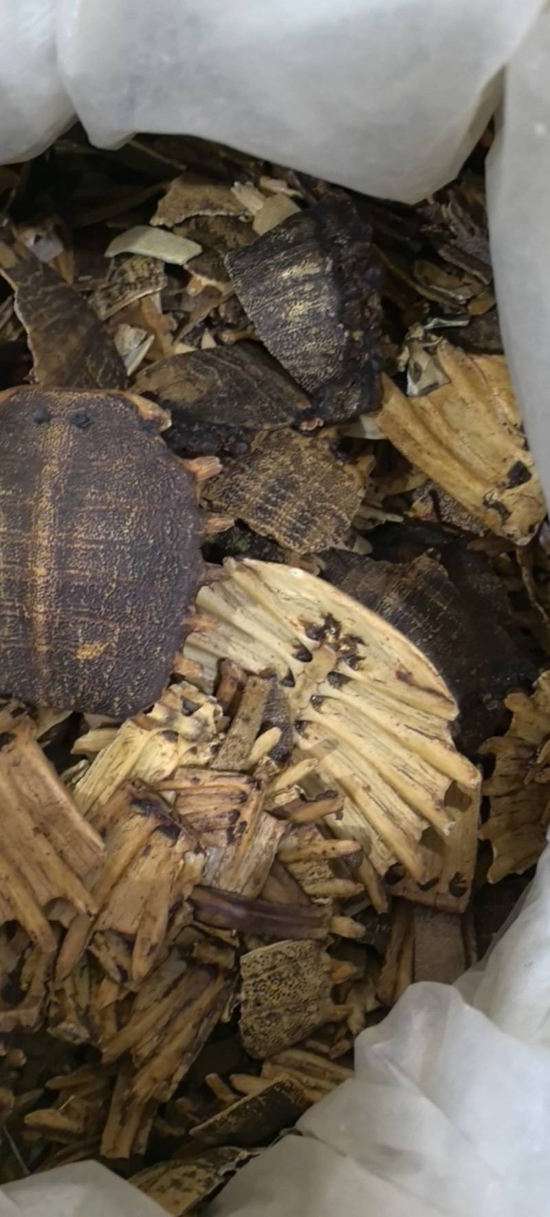 炒鳖甲醋鳖甲醋制鳖甲甲鱼壳不掺下甲！！！万信药业
