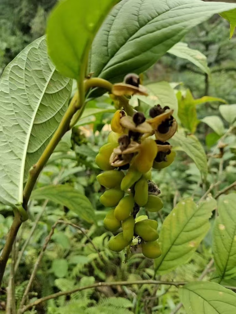 广西贺州本地野生黄花倒水莲根干货批发
