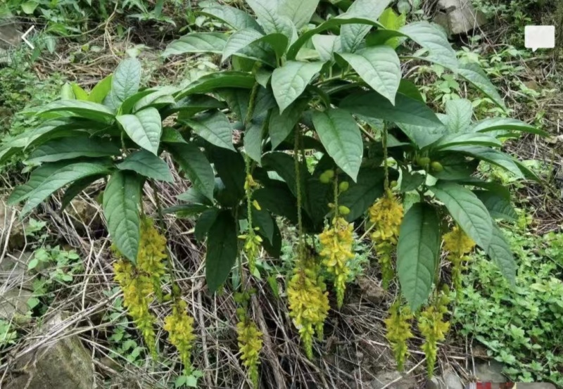 广西贺州本地野生黄花倒水莲根干货批发
