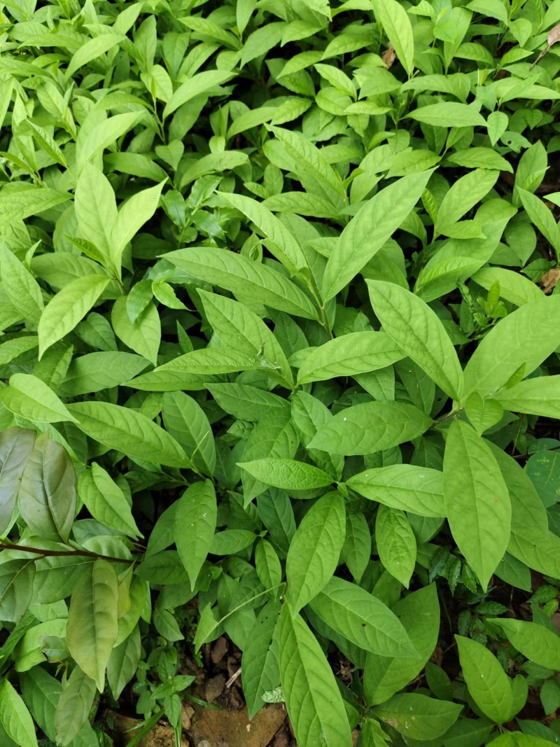 广西贺州本地野生黄花倒水莲根干货批发