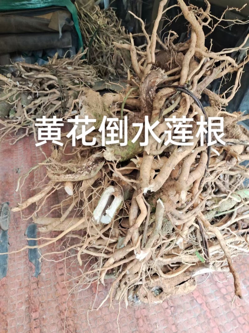 广西贺州本地野生黄花倒水莲根干货批发