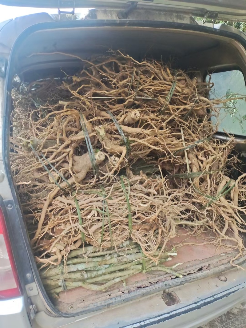 广西贺州本地野生黄花倒水莲根干货批发