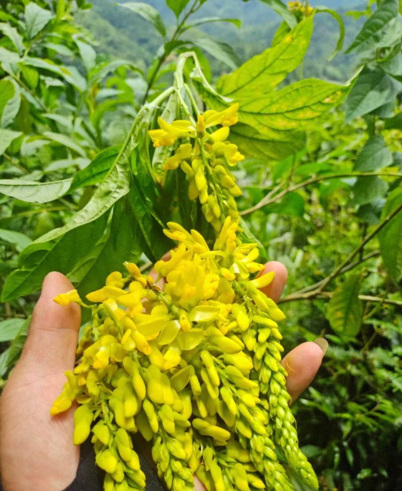 广西贺州本地野生黄花倒水莲根干货批发