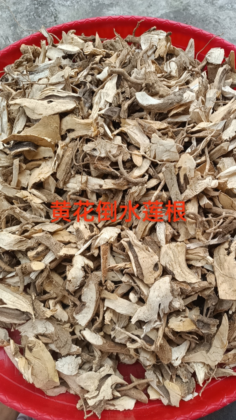 广西贺州本地野生黄花倒水莲根干货批发