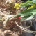 广西贺州本地野生黄花倒水莲根干货批发