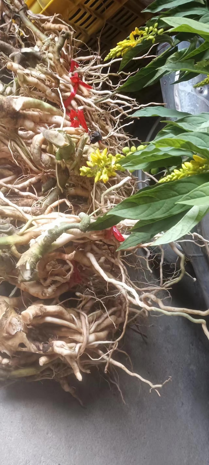 广西贺州本地野生黄花倒水莲根干货批发