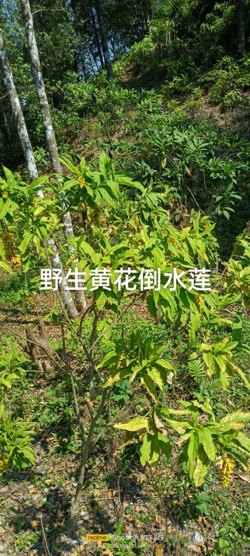 广西贺州本地野生黄花倒水莲根干货批发