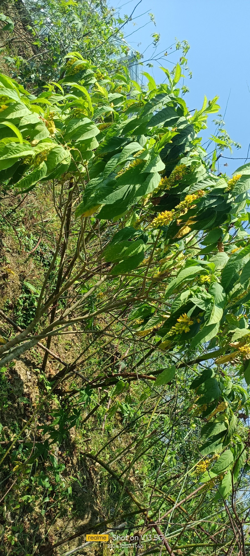 广西贺州本地野生黄花倒水莲根干货批发