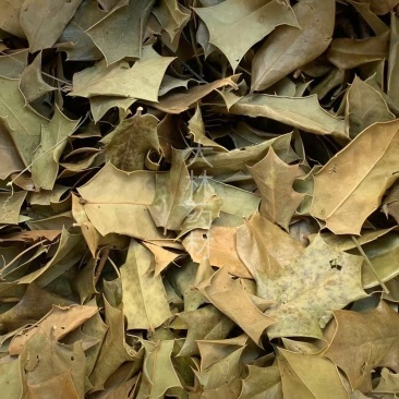 枸骨叶【包邮】三斤起发货可批量可零售量大从优