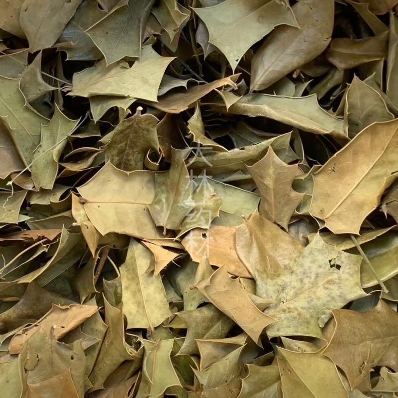 枸骨叶【包邮】三斤起发货可批量可零售量大从优