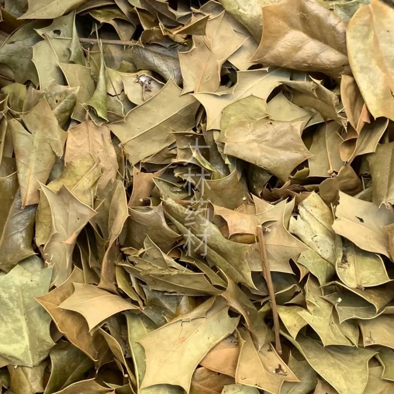枸骨叶【包邮】三斤起发货可批量可零售量大从优
