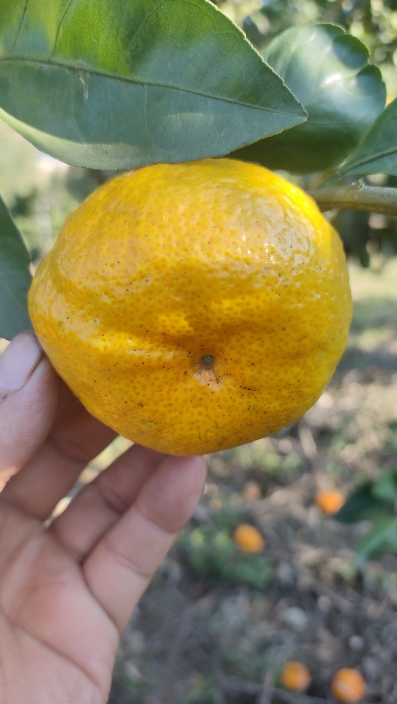 蜜桔
