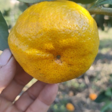 蜜桔