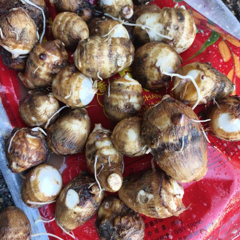 牛奶糯香芋