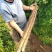 新棒山药河南山药麻药沙土山药货源稳定代发全国