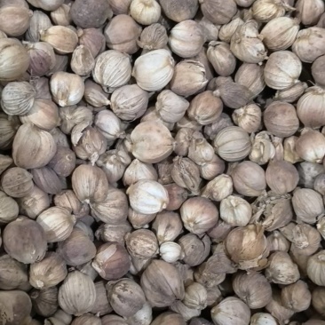 白豆蔻白扣白蔻万信药业只做保真药材