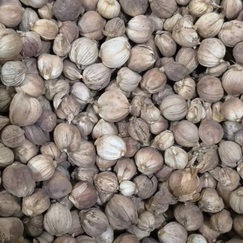 白豆蔻白扣白蔻万信药业只做保真药材