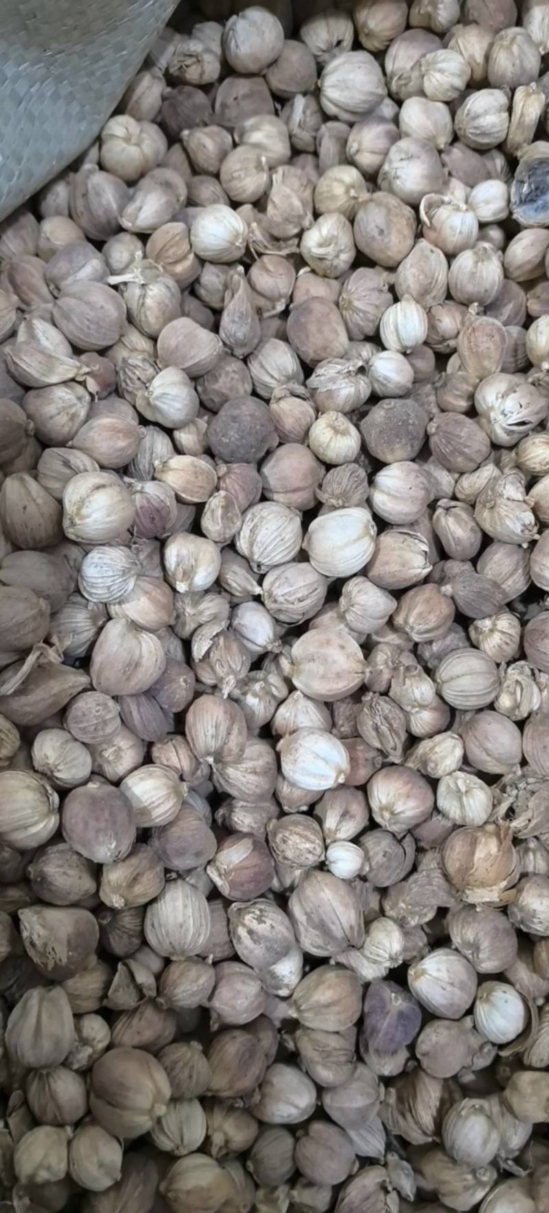 白豆蔻白扣白蔻万信药业只做保真药材