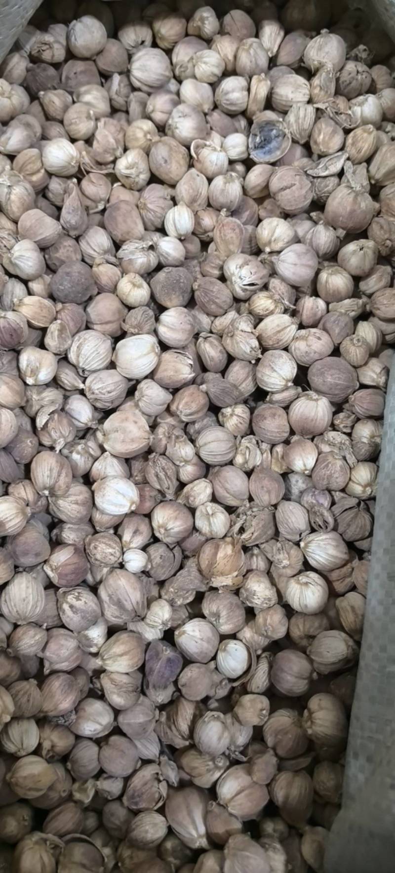 白豆蔻白扣白蔻万信药业只做保真药材