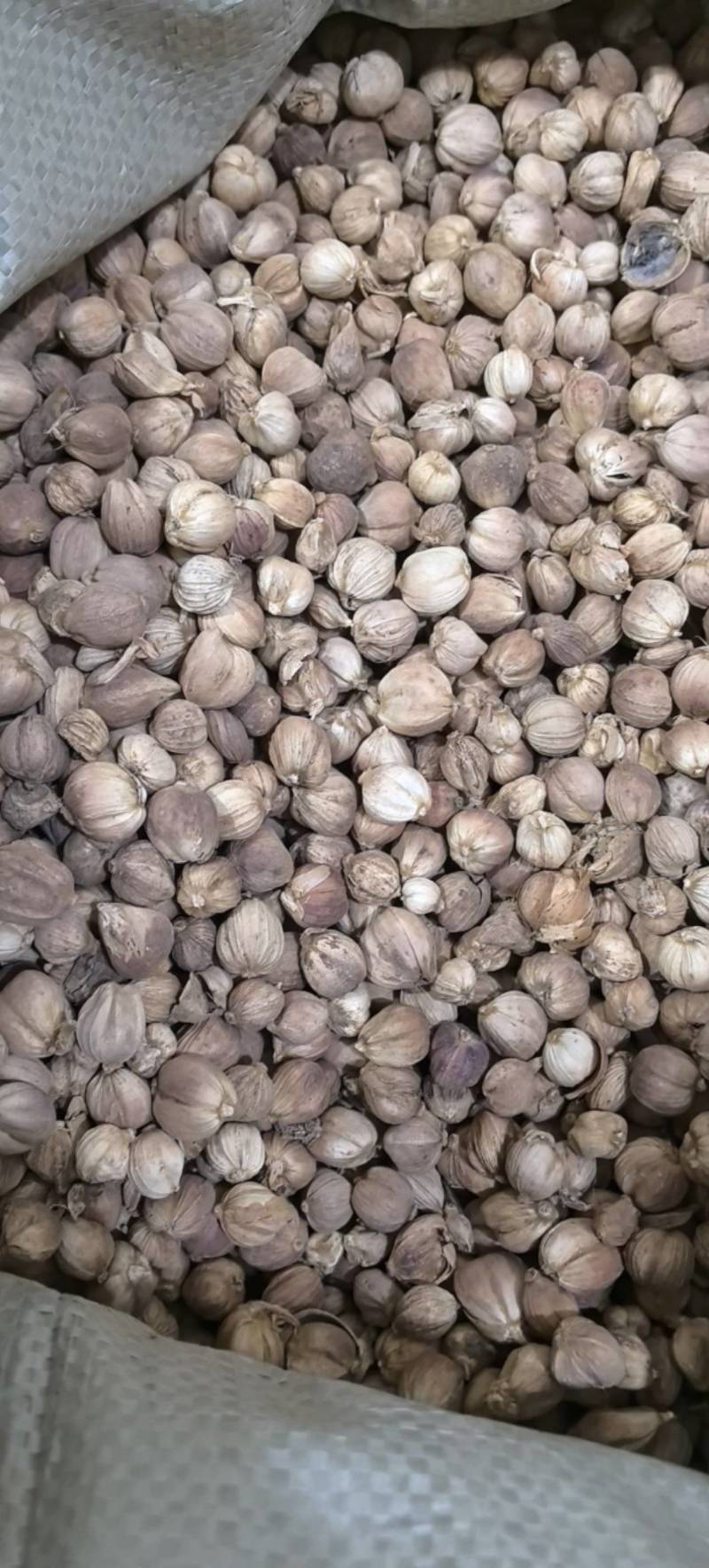 白豆蔻白扣白蔻万信药业只做保真药材