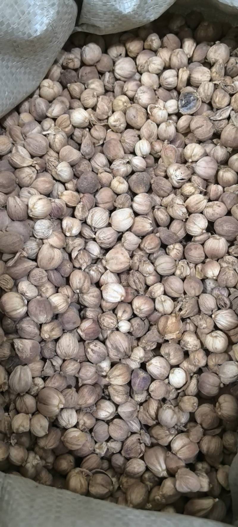 白豆蔻白扣白蔻万信药业只做保真药材
