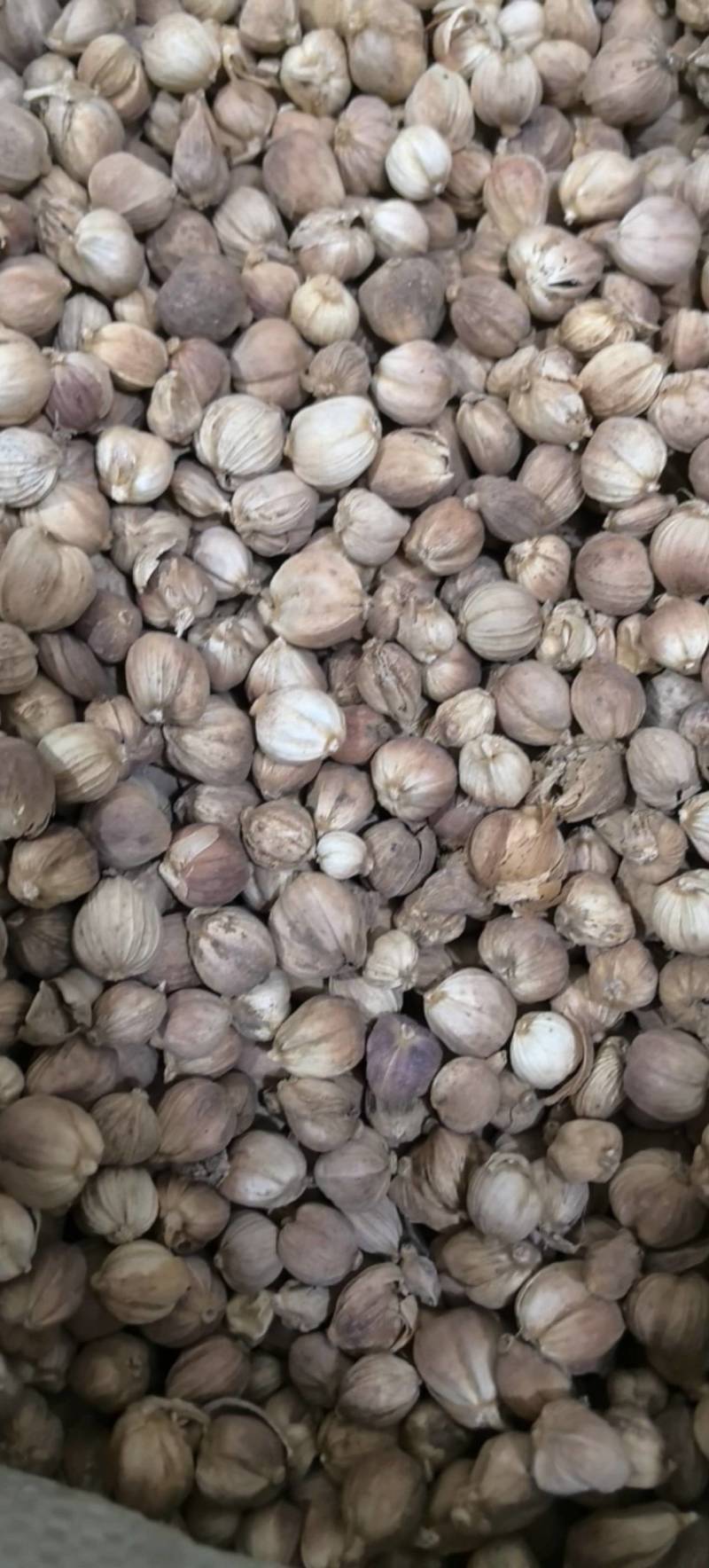 白豆蔻白扣白蔻万信药业只做保真药材