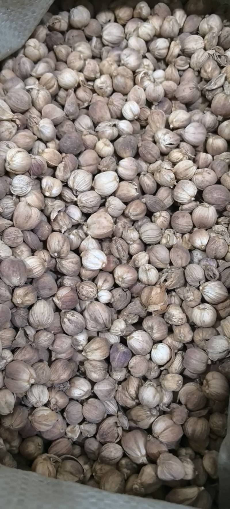 白豆蔻白扣白蔻万信药业只做保真药材