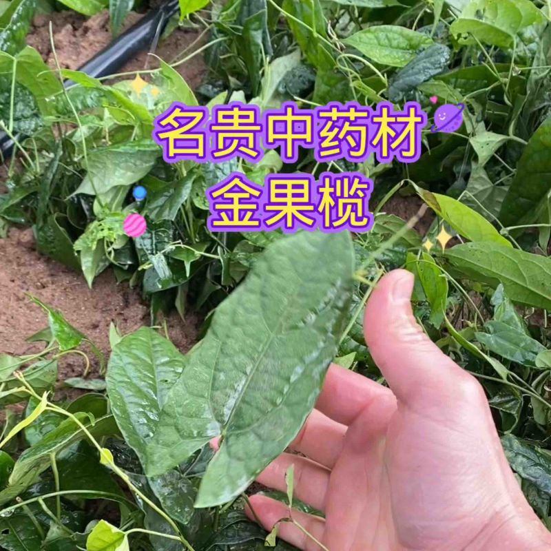 金果榄种苗，地苦胆苗，1年2年苗，有需要的联系