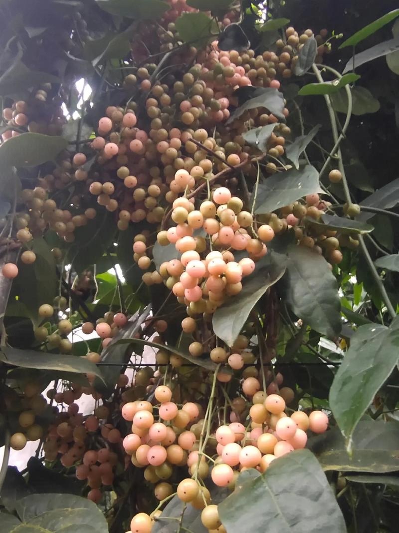 金果榄种苗，地苦胆苗，1年2年苗，有需要的联系