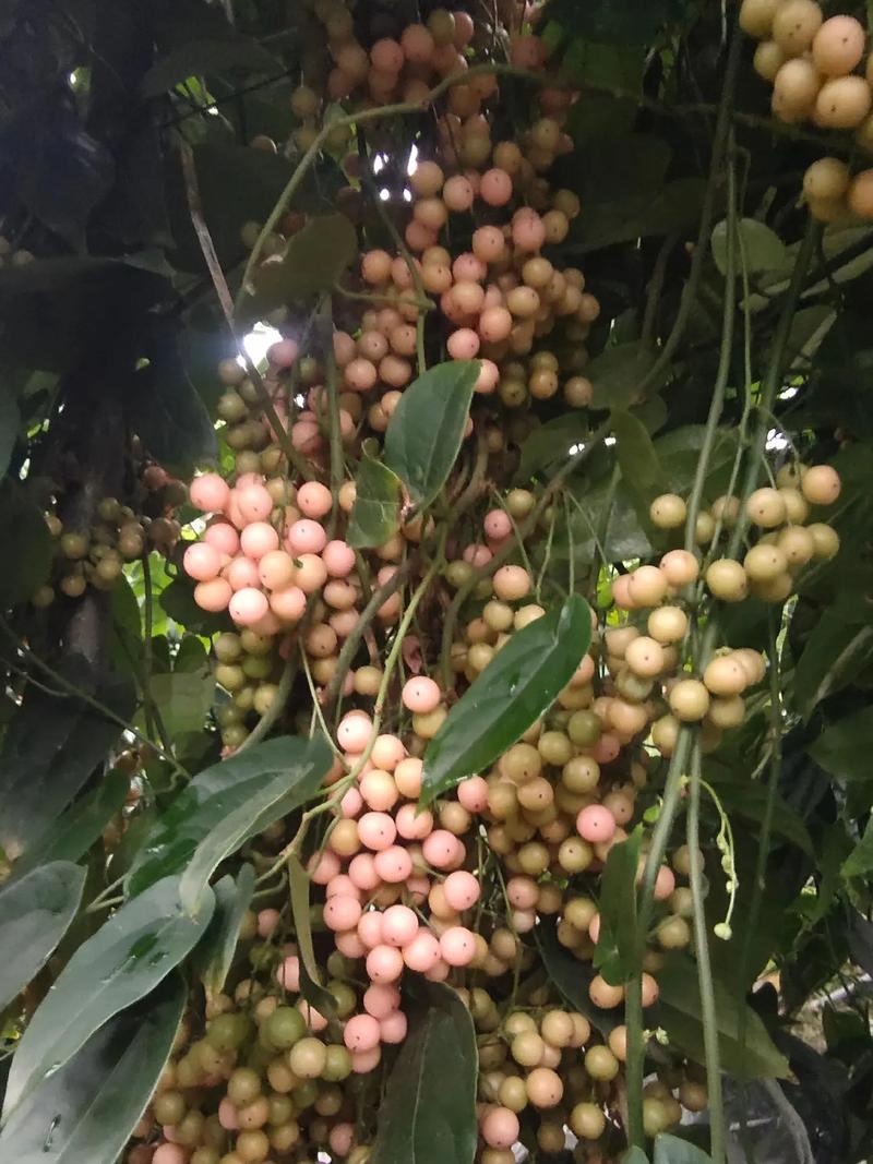 金果榄种苗，地苦胆苗，1年2年苗，有需要的联系