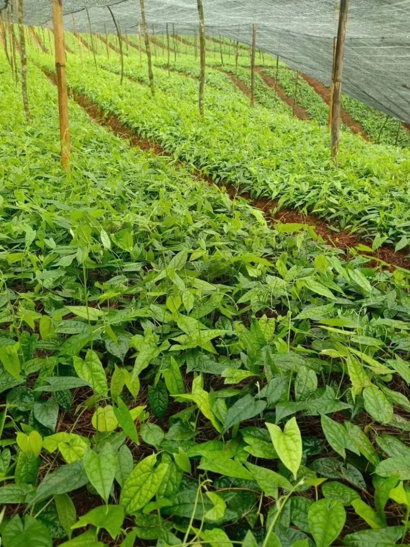金果榄种苗，地苦胆苗，1年2年苗，有需要的联系