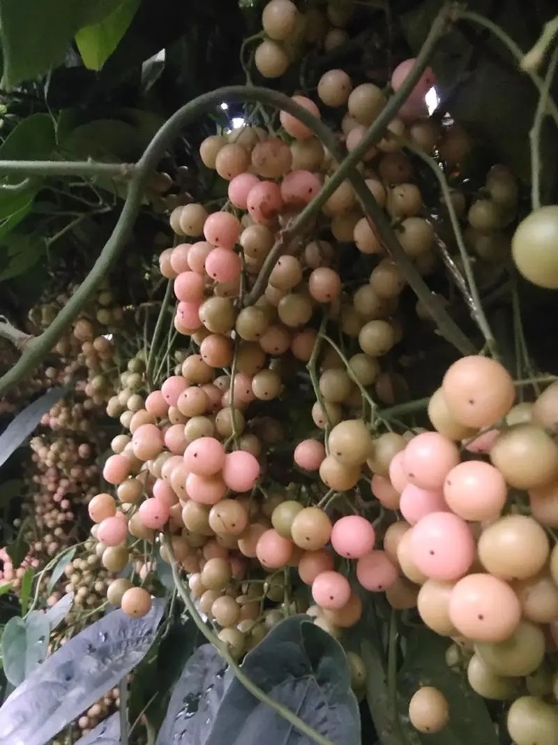 金果榄种苗，地苦胆苗，1年2年苗，有需要的联系