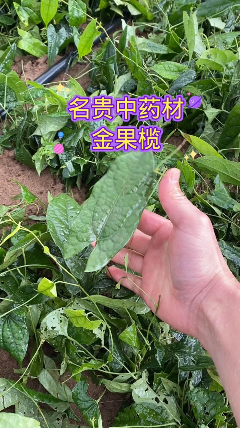 金果榄种苗，地苦胆苗，1年2年苗，有需要的联系