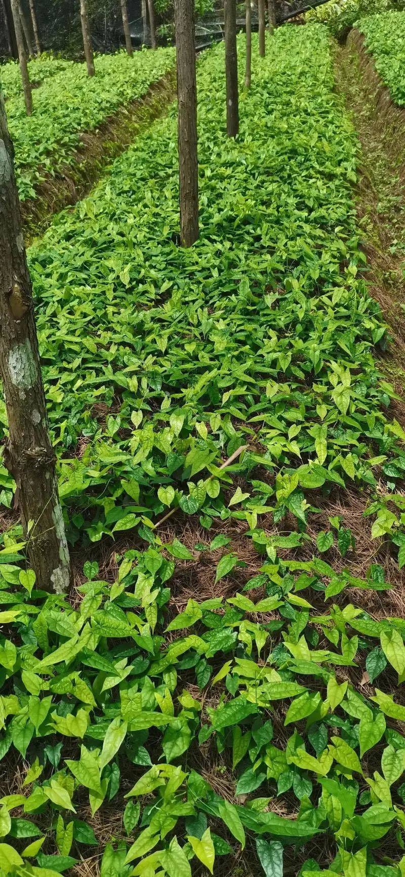 金果榄种苗，地苦胆苗，1年2年苗，有需要的联系