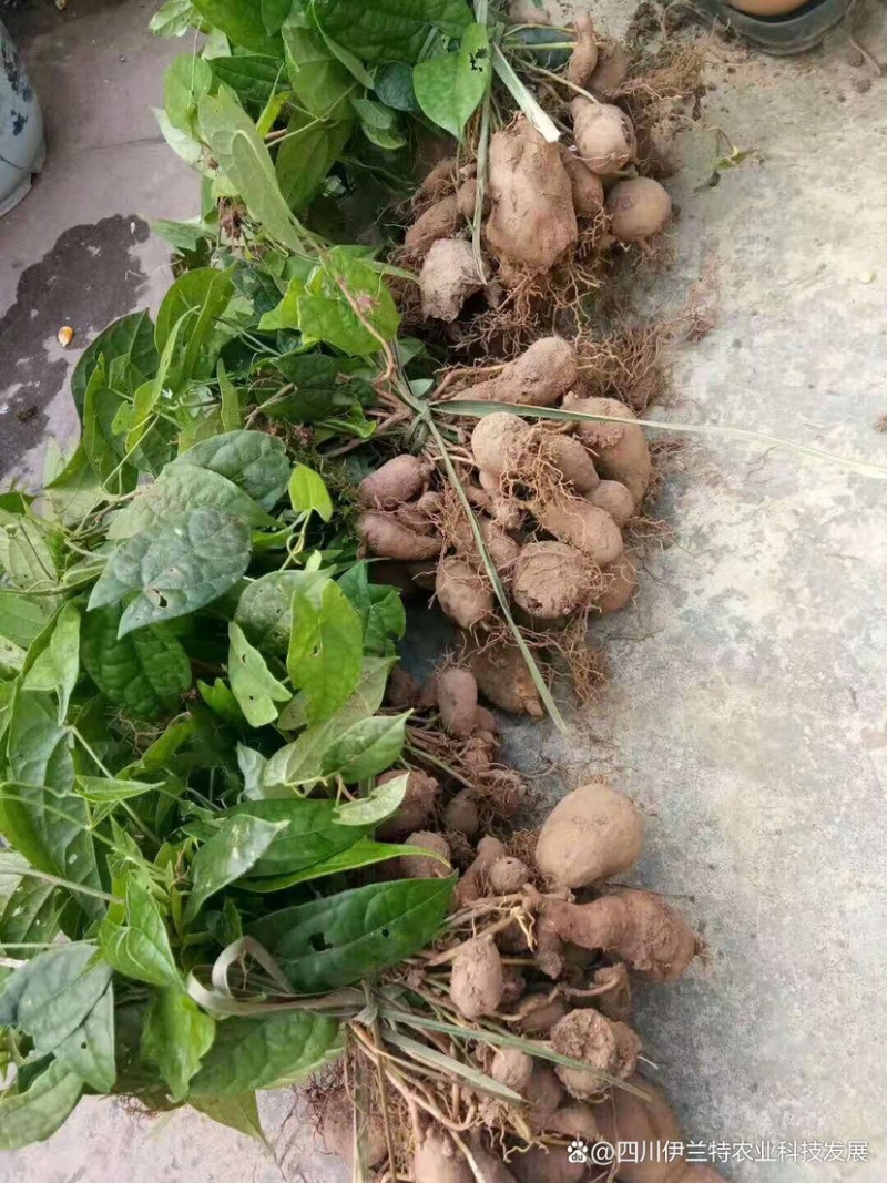 金果榄种苗，地苦胆苗，1年2年苗，有需要的联系