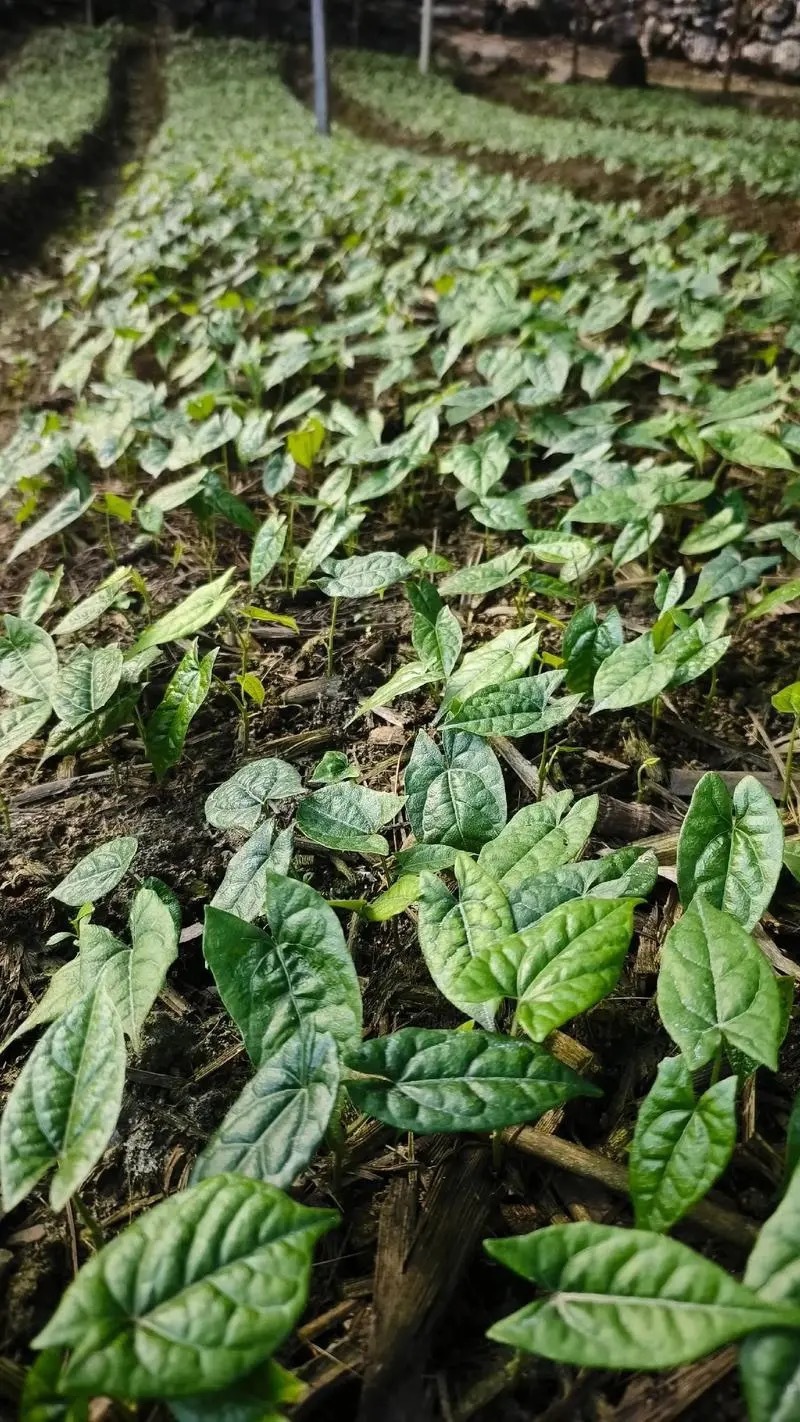 金果榄种苗，地苦胆苗，1年2年苗，有需要的联系