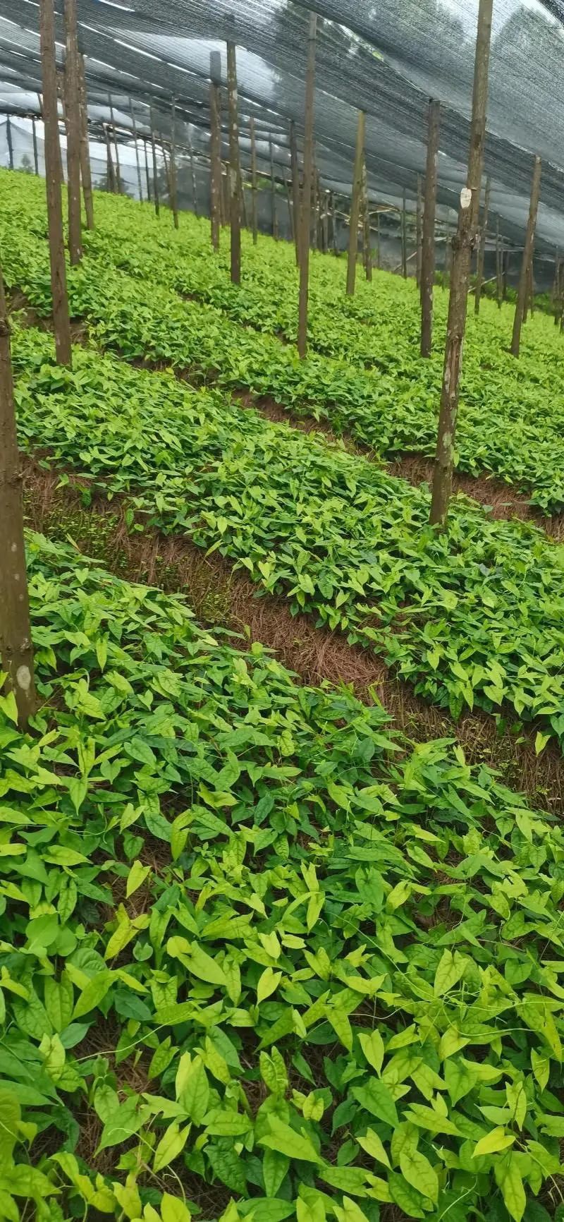 金果榄种苗，地苦胆苗，1年2年苗，有需要的联系