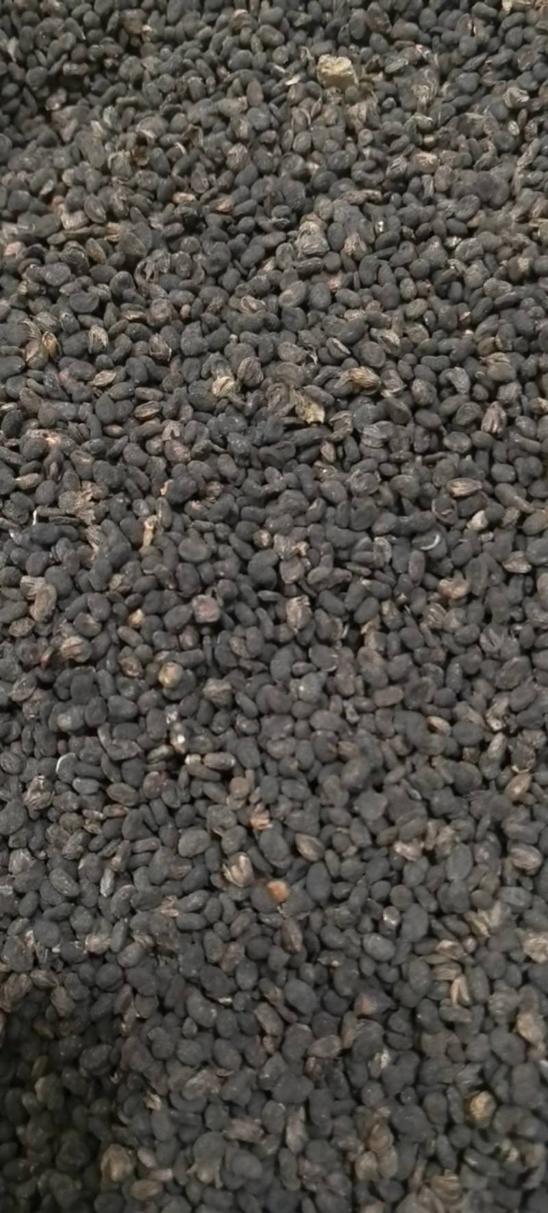 补骨脂过风过筛万信药业只做保真药材