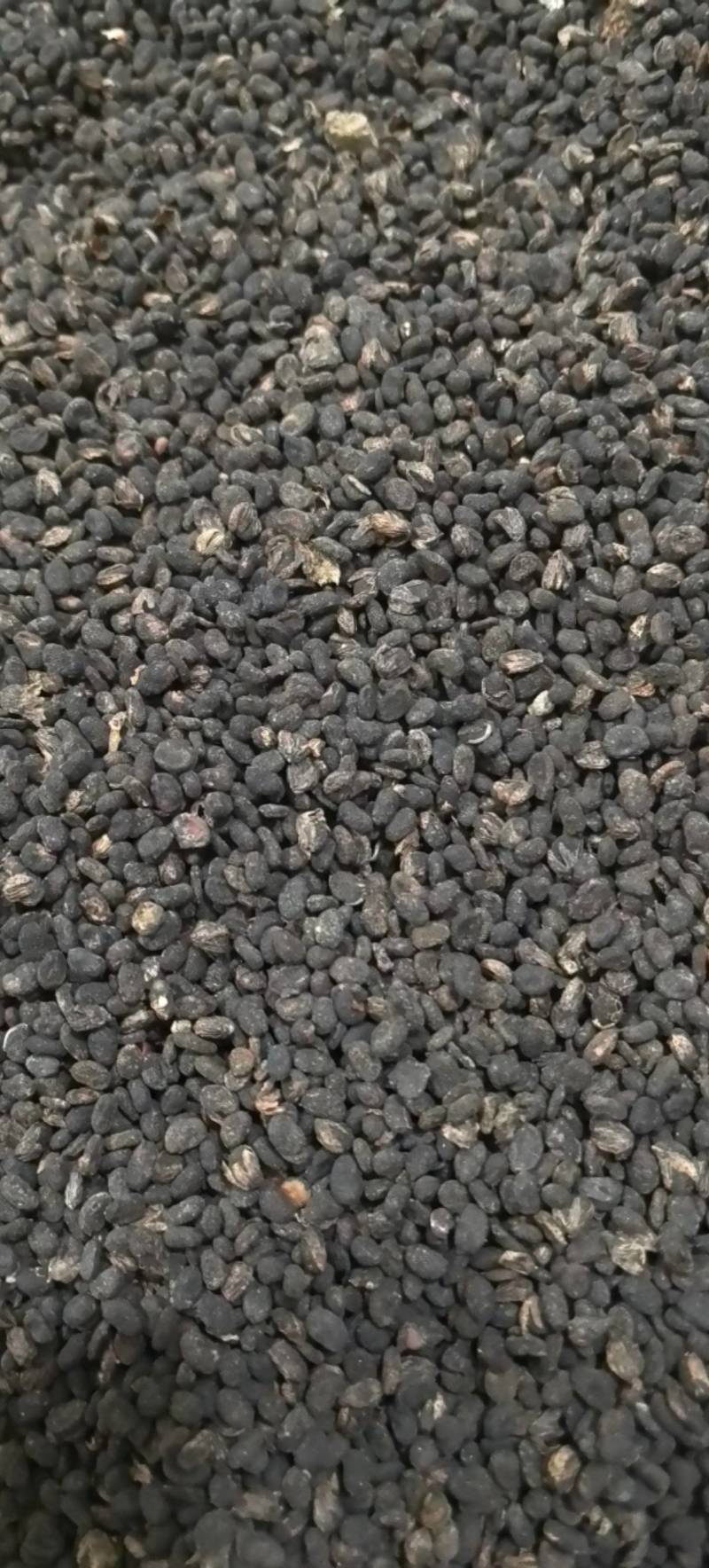 补骨脂过风过筛万信药业只做保真药材