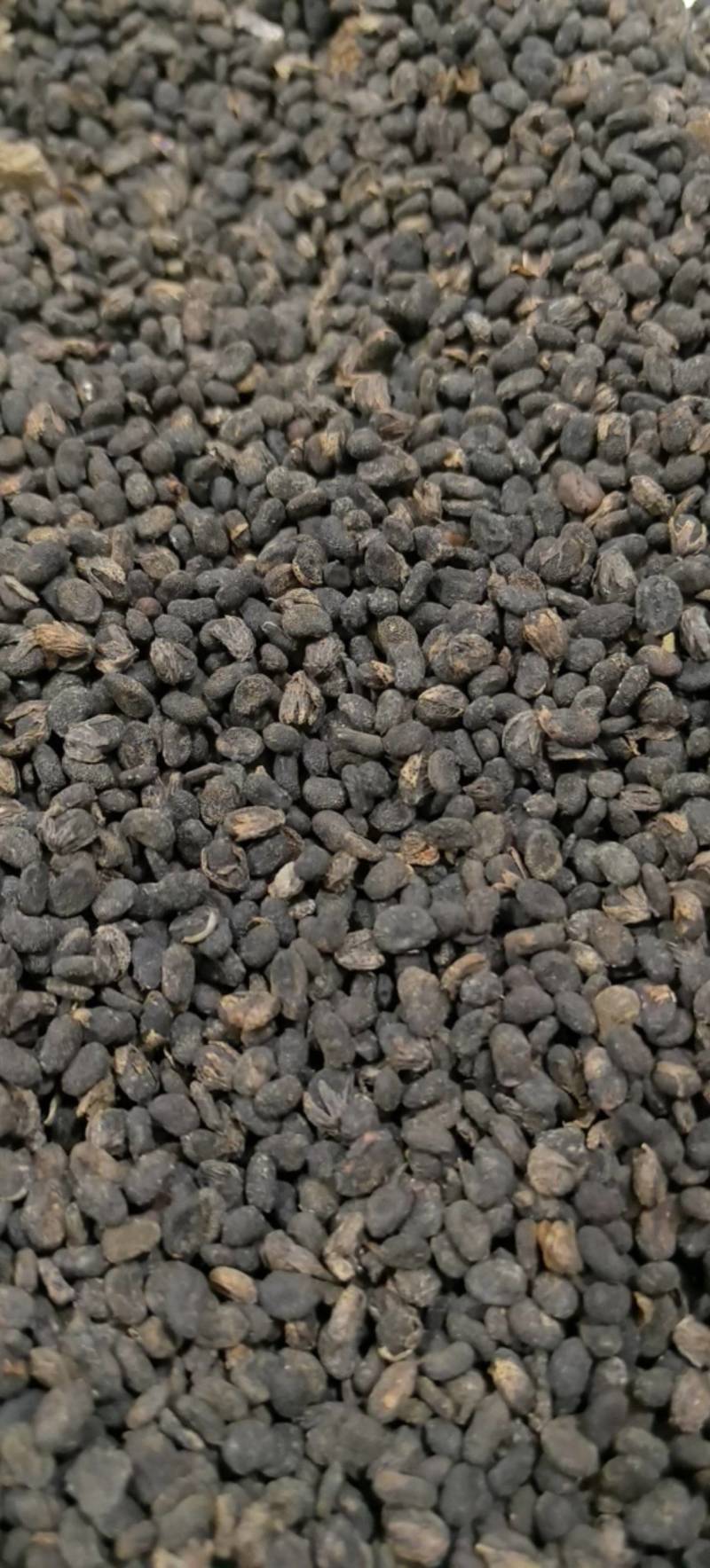 补骨脂过风过筛万信药业只做保真药材